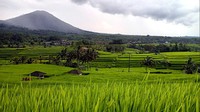 Jatiluwih menjadi desa pertanian dan perkebunan yang terkenal dengan pemandangan alamnya yang indah. Abrur/detikBali  