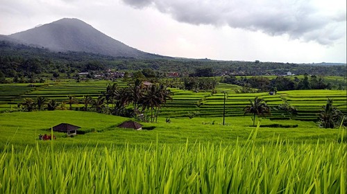 Hamparan sawah di Desa Jatiluwih, Kecamatan Penebel, Tabanan