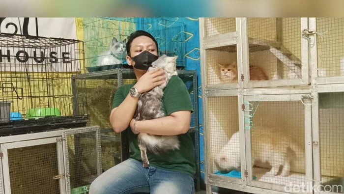 Penitipan kucing di Purwakarta.