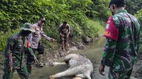 Gajah berjenis kelamin jantan itu ditemukan mati diduga akibat terkena jerat.