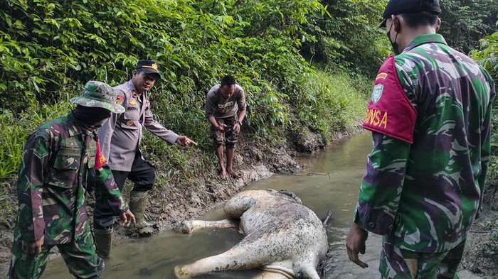 Kapolsek Serbajadi Iptu Hendra Sukmana (kedua kiri) bersama anggota Koramil 01/Pnr Peunaron dan jajarannya menunjukkan bangkai gajah sumatera (Elephas maximus sumatranus) di hutan produksi Desa Peunaron Lama, Kecamatan Peunaron, Kabupaten Aceh Timur, Aceh, Sabtu (30/4/2022). Gajah berjenis kelamin jantan itu ditemukan mati diduga akibat terkena jerat. ANTARA FOTO/Weinko Andika/Lmo/tom.
