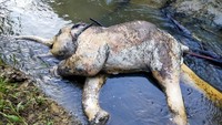 Kondisi bangkai gajah sumatera (Elephas maximus sumatranus) yang ditemukan mati di hutan produksi Desa Peunaron Lama, Kecamatan Peunaron, Kabupaten Aceh Timur, Aceh, Sabtu (30/4/2022).