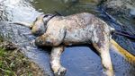 Pilu, Seekor Gajah Ditemukan Mati di Aceh Timur