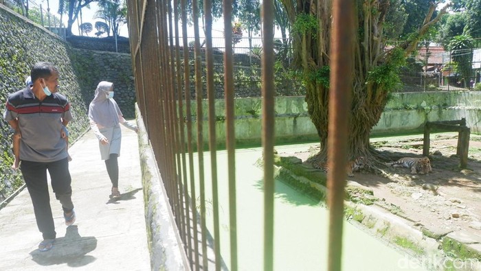 Serulingmas Zoo Banjarnegara.