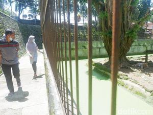 Serulingmas Buka Lagi Setelah Insiden Perawat Satwa Diterkam Harimau