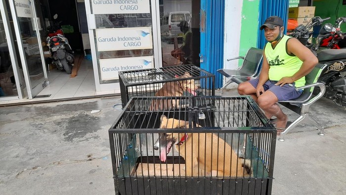 Anjing dan kucing bisa diangkut dengan pesawat.