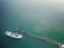 Jangan Lihat Kalau Megalophobia! Benda Ini Bikin Manusia Seukuran Semut