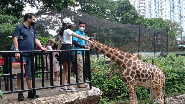 Suasana di Kebun Binatang Bandung. Suasana di Kebun Binatang Bandung.