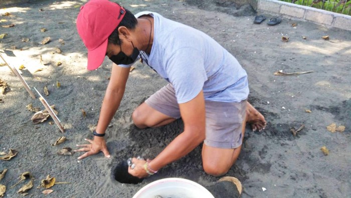 Koordinator kelompok pelestari penyu Kurma Asih Desa Perancak, I Wayan Anom Astika Jaya, meletakkan telur penyu untuk dinetaskan secara semi alami, Senin (2/5/2022)