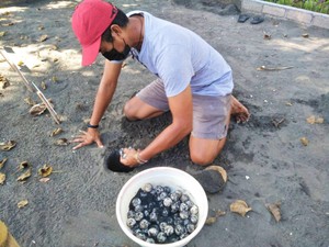 Rawan Dicuri untuk Vitalitas, 85 Telur Penyu di Jembrana Diamankan