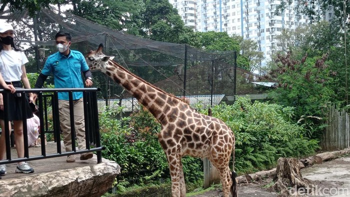 Adi Romansah (berbaju biru) saat melayani wisatawan di Kebun Binatang Bandung