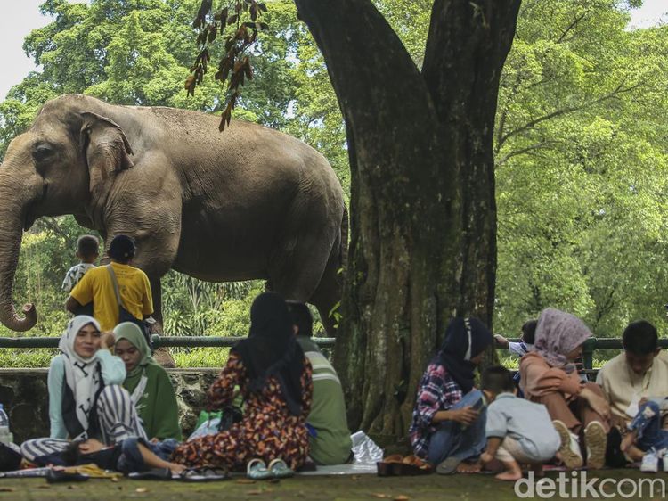 Antusias Warga Kunjungi Taman Margasatwa Ragunan