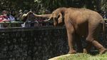 Antusias Warga Kunjungi Taman Margasatwa Ragunan