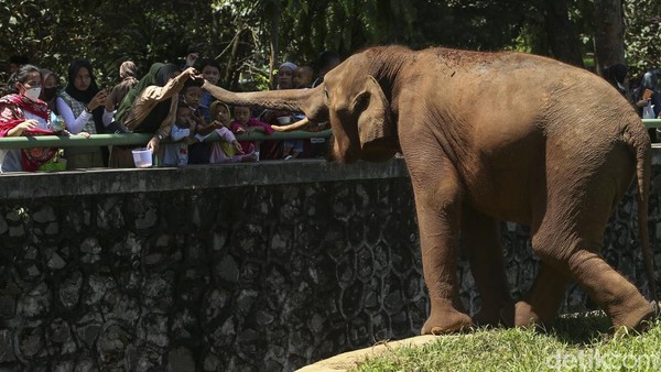 Beragam satwa siap menyambut para pengunjung, seperti Gajah ini. 