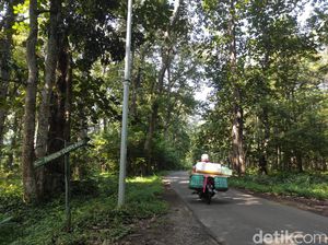 Jangan Ambil Apapun di Hutan Jati Donoloyo Wonogiri, Ini Akibatnya