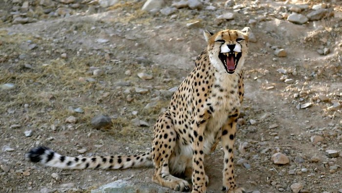 Cheetah Asia di Taman Pardisan, Teheran
