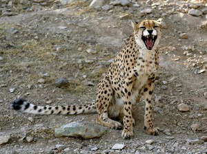 Kabar Baik! 3 Cheetah Asia Lahir di Iran