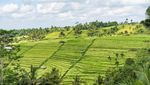 Foto: Jatiluwih, Desa Wisata Cantik dari Tabanan Bali