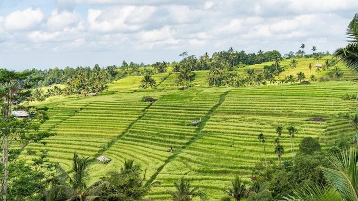 Desa Wisata Jatiluwih Desa Wisata Jatiluwih