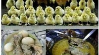 Meme potret ayam berjajar seperti melakukan foto keluarga satu ini bikin ngakak. Karena nantinya foto ayam itu hanya kenangan dan ayam-ayam itu berubah menjadi opor ayam. Foto: site news