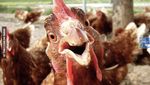 10 Meme Ketupat dan Opor Ayam yang Kocak Ini Bikin Ngakak