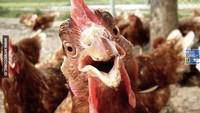Foto meme ayam satu ini sangat lucu. Netizen Indonesia membuat ayam tersebut seolah-olah berpotret sebelum dijadikan opor ayam. Foto: site news
