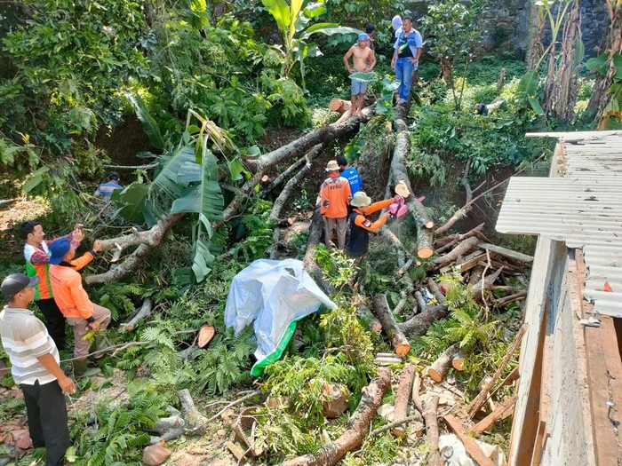 Pohon pete tumbang timpa dua rumah warga hingga rusak di Desa Crangang, Kecamatan Dawe, Kudus, Selasa (3/5/2022).