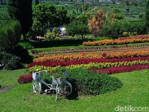 Main Bareng Kelinci Hingga Swafoto Instagramable di Happy Farm Ciwidey