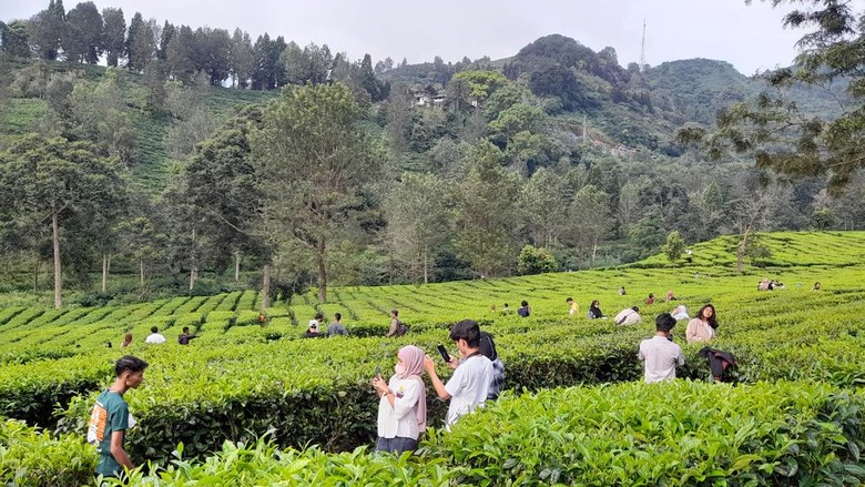 Suasana di Kebun Teh, Puncak, Bogor (M Sholihin-detikcom) Suasana di Kebun Teh, Puncak, Bogor (M Sholihin-detikcom)
