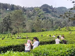 Cuma Bayar Parkir, Kebun Teh Puncak Diserbu Wisatawan di Hari Kedua Lebaran