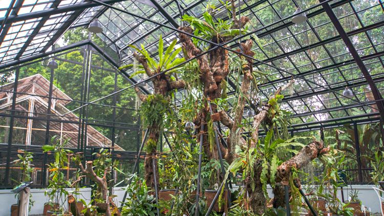 Parque Nepenthes Jardín Botánico de Bogor