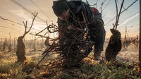 Foto makanan terbaik di dunia selanjutnya adalah karya Jon Wyand asal Inggris. Foto ini menunjukkan seorang pria sedang membabat ranting-ranting yang ada di sebuah perkebunan wine di Burgundy, Prancis, Foto: Jon Wyand