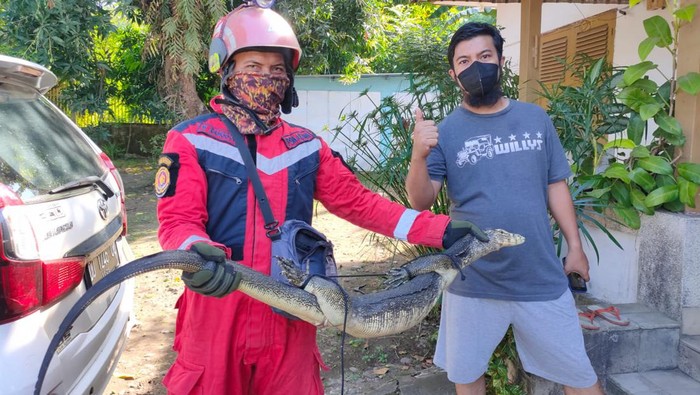 Biawak dievakuasi petugas karena masuk ke rumah warga di Makassar