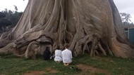 Bule Wanita Pose Telanjang di Pohon Kayu Putih Bali Akan Dideportasi