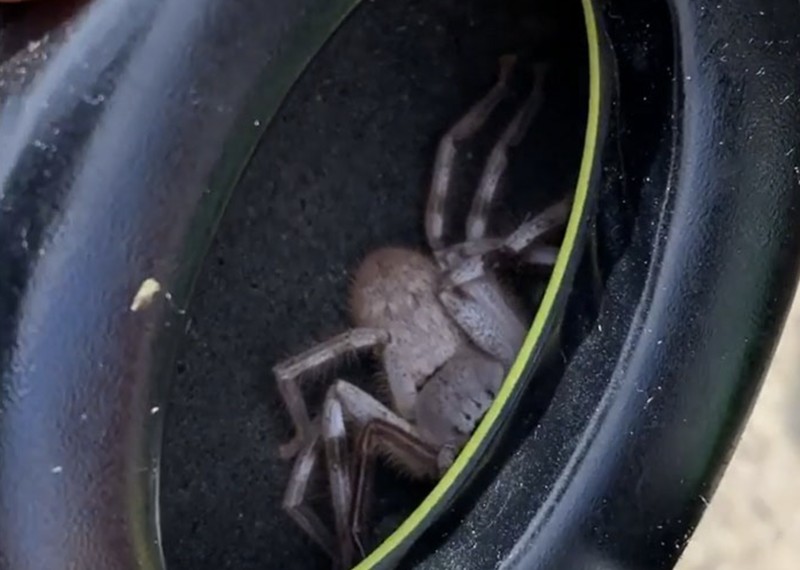 Pemandangan hewan mengerikan