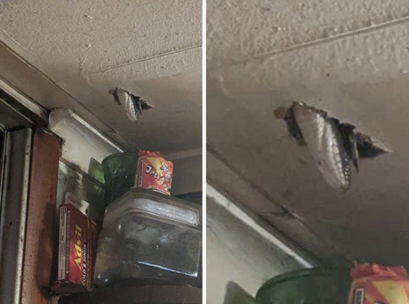 Pemandangan hewan mengerikan