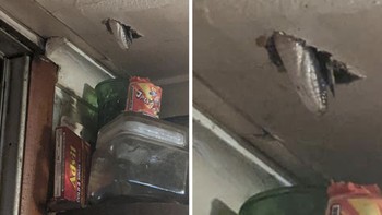 Bagaimana perasaan Anda jika tiba-tiba melihat ular besar menjebol plafon rumah? Foto: Bored Panda