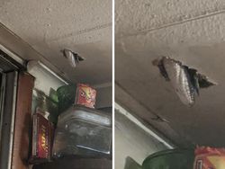 Kelakuan Hewan Ini Bikin Merinding yang Melihat