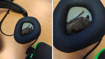 Anak kelelawar yang entah bagaimana bisa bersarang di dalam headset. Untung ketahuan. Foto: Bored Panda