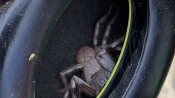 Seekor laba-laba yang tidak bisa dibilang kecil keasyikan berada di dalam headphone. Foto: Bored Panda