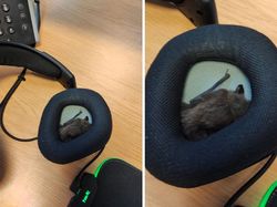 Kelakuan Hewan Ini Bikin Merinding yang Melihat