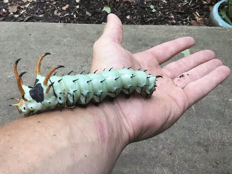 Pemandangan hewan mengerikan