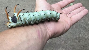 Ini adalah salah satu spesies ular berukuran terbesar. Walau wujudnya seram, sebenarnya ia tidak berbahaya bagi manusia. Foto: Bored Panda