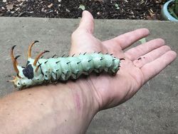 Kelakuan Hewan Ini Bikin Merinding yang Melihat