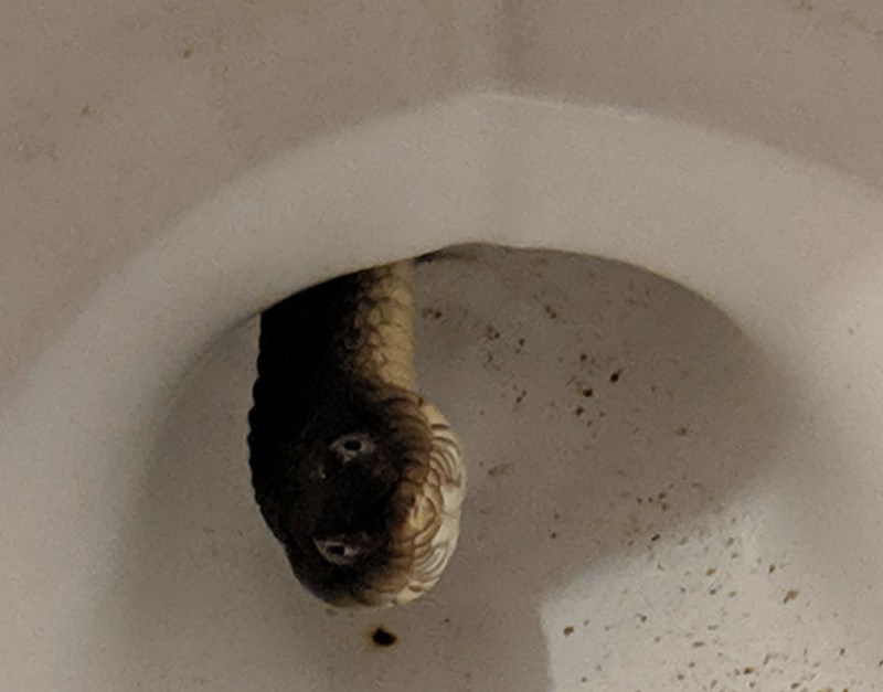 Pemandangan hewan mengerikan