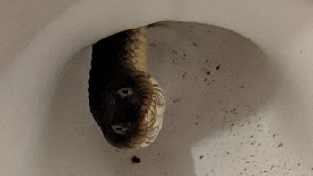 Seram, seekor ular mengintip dari dalam toilet. Foto: Bored Panda