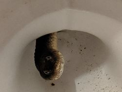 Kelakuan Hewan Ini Bikin Merinding yang Melihat