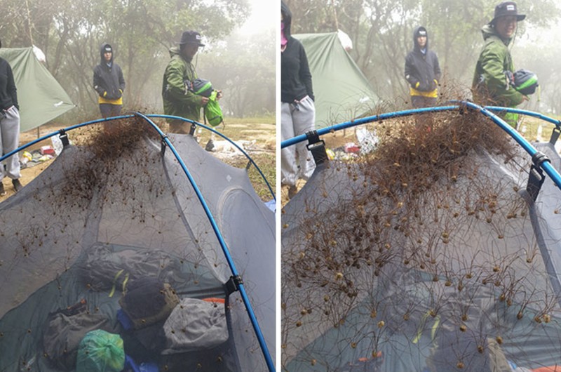 Pemandangan hewan mengerikan