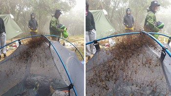 Tenda ini dikerumuni oleh laba-laba yang jumlahnya sangat banyak. Foto: Bored Panda