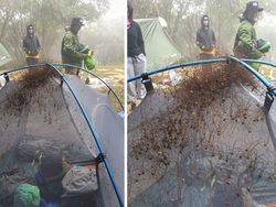 Kelakuan Hewan Ini Bikin Merinding yang Melihat